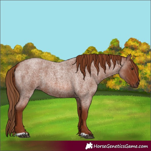 Horse Color:Red Roan 