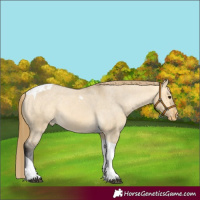 Horse Color:Buckskin Dun Tobiano Varnish 