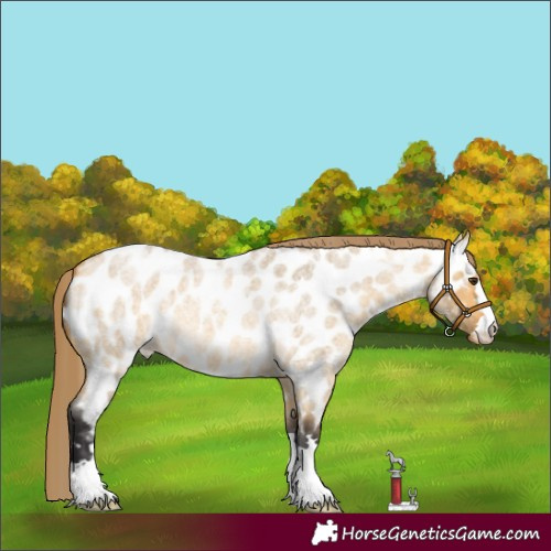 Horse Color:Buckskin Roan Dun Appaloosa 