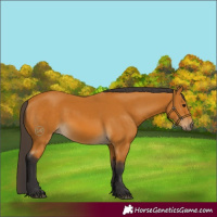 Horse Color:Buckskin 