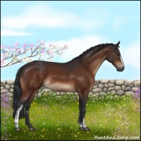 Horse Color:White Spotted Brown 