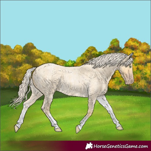 Horse Color:White Spotted Gold Cream Champagne Roan 
