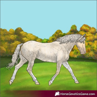 Horse Color:White Spotted Gold Cream Champagne Roan 