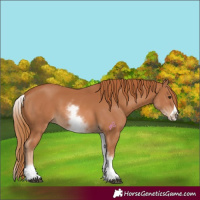 Horse Color:White Spotted Chestnut Frame 