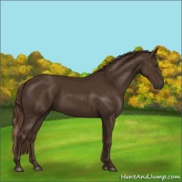 Horse Color:Liver Chestnut  and Liver Chestnut 