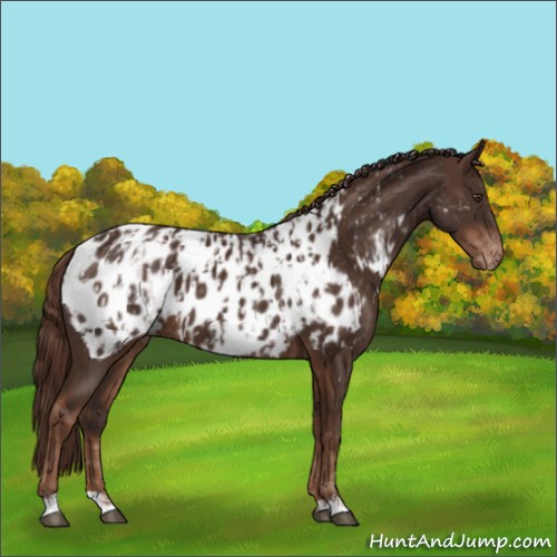 Horse Color:Liver Chestnut Appaloosa and Liver Chestnut Appaloosa
