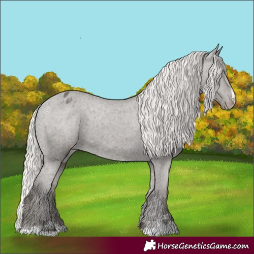 Horse Color:Silver Black Appaloosa