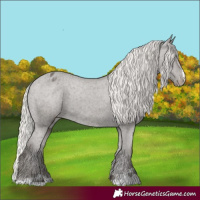 Horse Color:Silver Black Appaloosa 