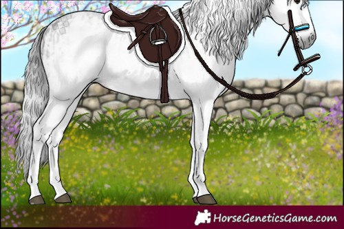 Horse Color:Gray White Spotted Black  and Gray White Spotted Black 