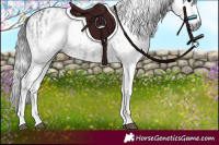 Horse Color:Gray White Spotted Black  and Gray White Spotted Black Splash 