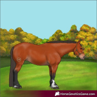 Horse Color:Bay 