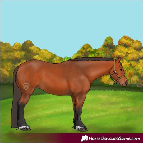 Horse Color:Bay 