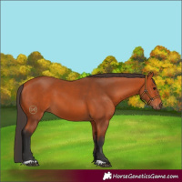 Horse Color:Bay 