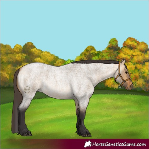 Horse Color:Buckskin Roan Dun 
