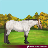 Horse Color:Buckskin Roan Dun 