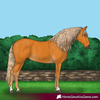 Horse Color:Gray Palomino 