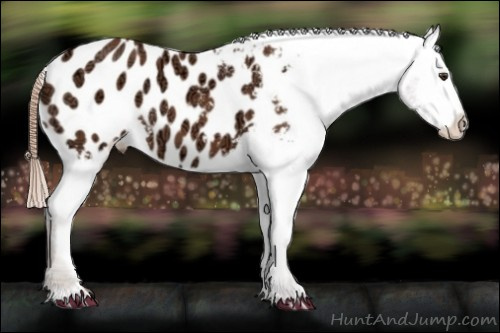 Horse Color:Chestnut Ice Appaloosa 