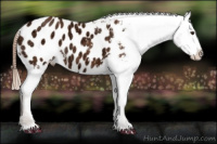 Horse Color:Chestnut Ice Appaloosa 