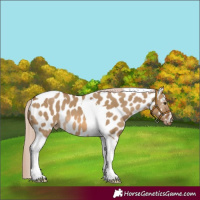 Horse Color:Chocolate Palomino Dun Tobiano Appaloosa 