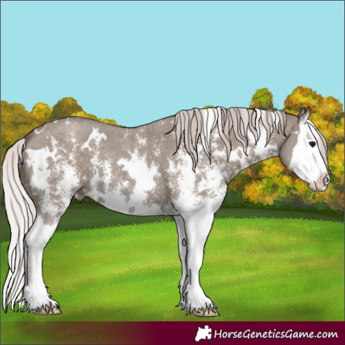 Horse Color:White Spotted Silver Grullo Sabino Splash 