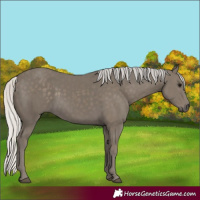 Horse Color:Silver Smoky Black