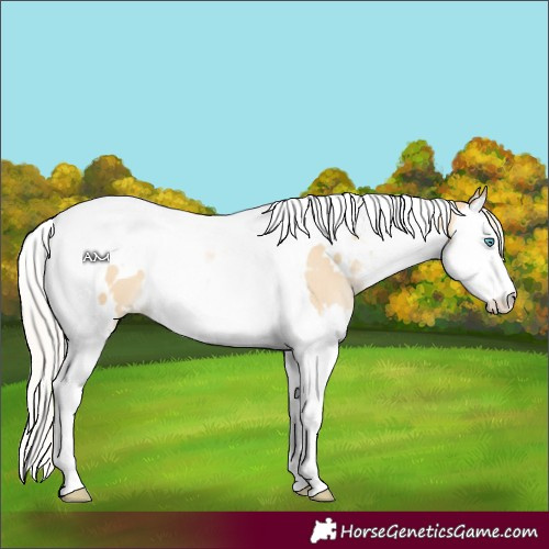 Horse Color:White Spotted Silver Buckskin Pearl Dun Splash Tobiano 