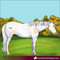 Horse Color:White Spotted Silver Buckskin Pearl Dun Splash Tobiano 