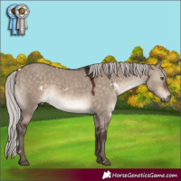 Horse Color:White Spotted Silver Brown Dun Mushroom Rabicano