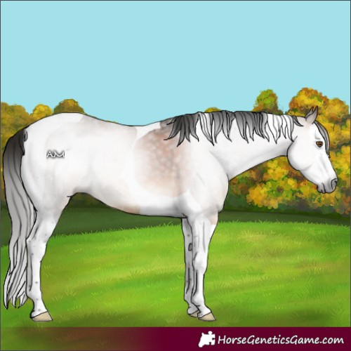 Horse Color:Gray Bay Splash Tobiano 