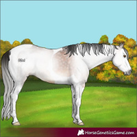 Horse Color:Gray Bay Splash Tobiano 