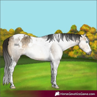 Horse Color:Gray White Spotted Buckskin Dun Mushroom Splash Tobiano