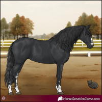 Horse Color:Black 