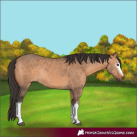 Horse Color:White Spotted Bay Dun Rabicano