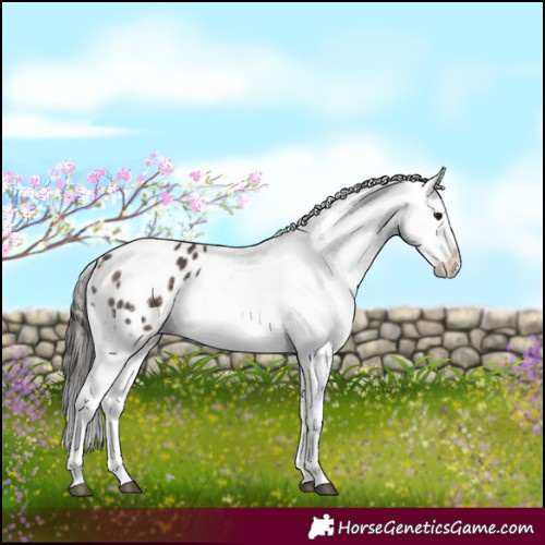 Horse Color:White Spotted Brown Dun Blanket 