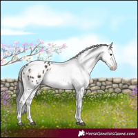 Horse Color:White Spotted Brown Dun Appaloosa 