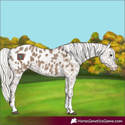 Horse Color:Silver Grullo Appaloosa 