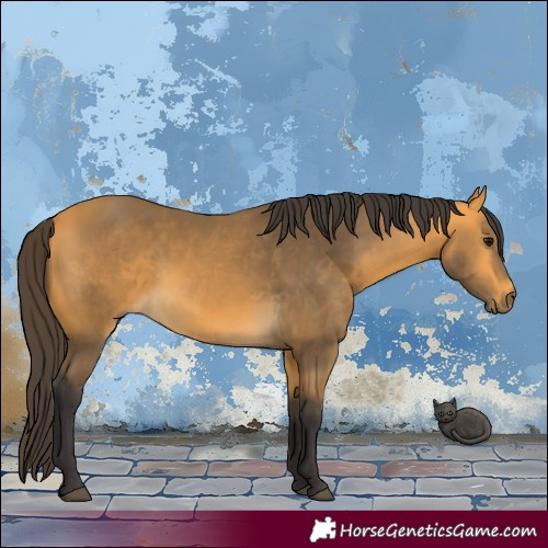 Horse Color:Buckskin 