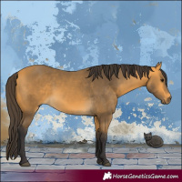 Horse Color:Buckskin 