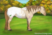 Horse Color:Red Dun Appaloosa 