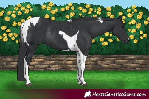 Horse Color:Black Tobiano  and Black Tobiano Rabicano 