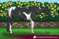 Horse Color:Black Tobiano  and Black Tobiano Rabicano 