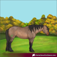 Horse Color:Brown Dun