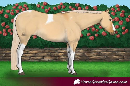 Horse Color:Palomino Dun Tobiano