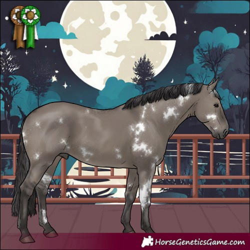 Horse Color:White Spotted Smoky Grullo 