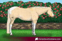 Horse Color:Palomino Dun Tobiano 