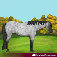 Horse Color:Blue Roan 