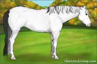 Horse Color:White Spotted Black 