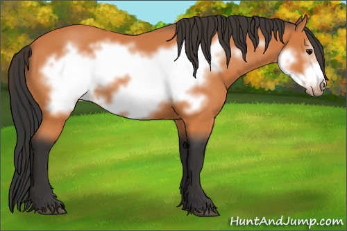 Horse Color:Bay Frame 