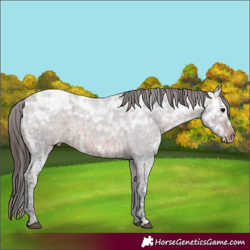 Horse Color:Brown Ice Roan Appaloosa 