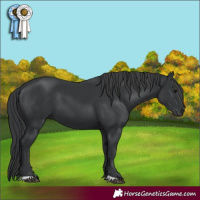 Horse Color:Black 